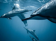 开云体育下载-索尔斯克亚：对手的进球犯规在先 足球不是橄榄球